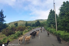 Incroyable tournée est