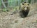 Парк за танцуващи мечки Белица Dancing Bears Park, Belitsa, Blagoevgrad, Bulgaria