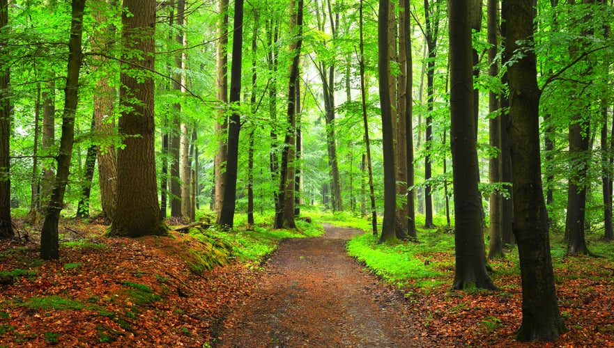 A path through green beech forest with mist, Herford, Germany