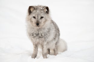 Skandinavisk Dyrepark