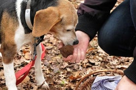 Day Trip: Truffle Hunting With Lunch and Spello Guided Tour