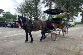 Tour in carrozza trainata da cavalli a Killarney