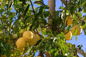 Sorrento: Lemon Garden Tour with Marmalade Tasting