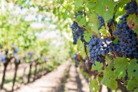 Visita guiada al viñedo con degustación de vinos