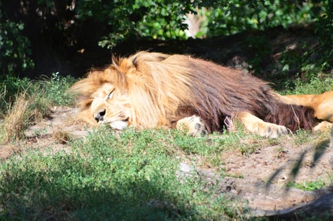 Photo of Specimens of the animals that are at the Wroclaw zoo in Poland.