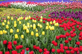 From Amsterdam: Private Keukenhof and Tulip Experience Tour