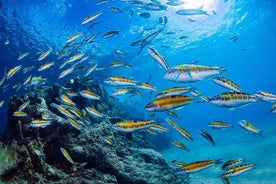 Ervaar snorkelen in Puerto del Carmen, Lanzarote