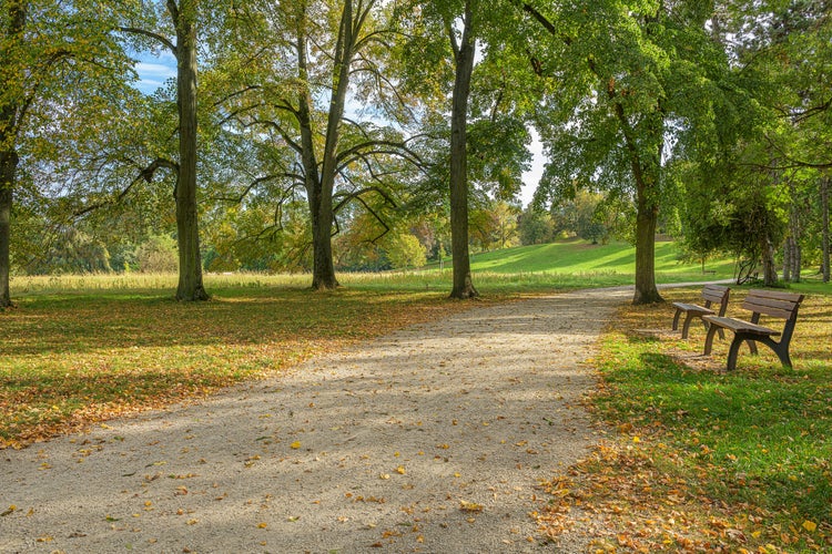 way path forest park city park worms germany autumn backplate