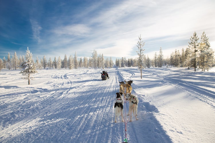 Photo of dog sledding, Ivalo.