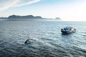 Westfjords Whale Watching