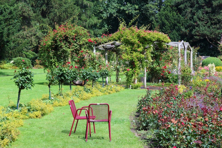 Photo of Rose Garden in Dortmund,Germany.