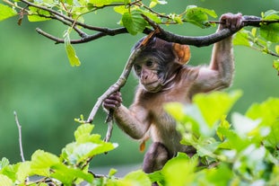 Trentham Monkey Forest