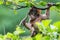 Photo of tiny Barbary Macaque sitting on a tree at Monkey forest zoo, in Trentham, England.