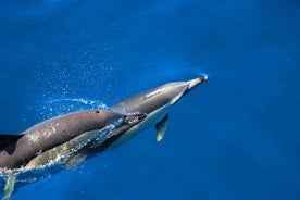 Nuotare con i delfini nell'isola di Terceira