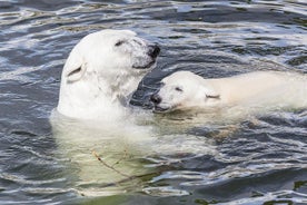 Zoológico de Ranua e churrasco