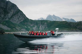 Lofoten: Trollfjord Sea Eagle Safari by RIB Boat