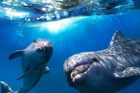 Observation des dauphins et des baleines de 2 heures à Gran Canaria