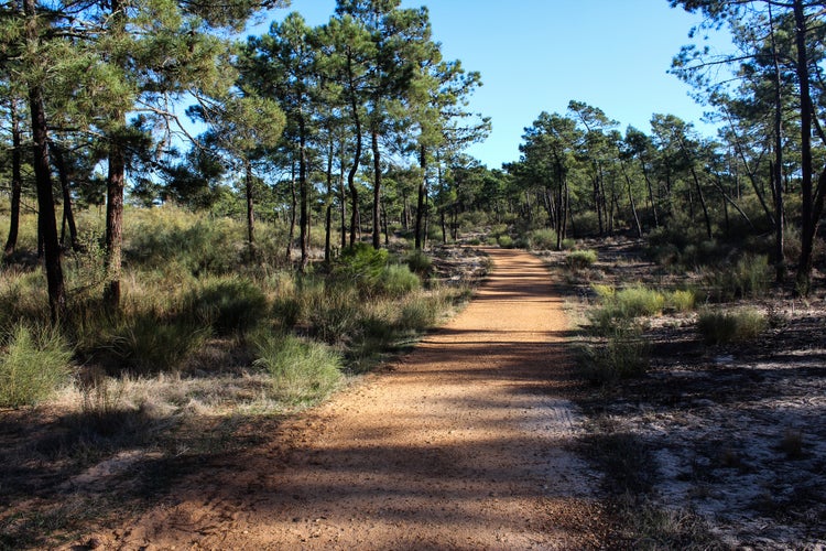 Photo of National coniferous Forest of Vila Real de Santo António in portugal.