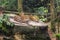 Photo of two Sri Lanka panthers rest on a large boulder in Burgers' Zoo in The Netherlands.