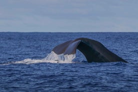 Terceira Island : Whale and Dolphin Watching boat excursion