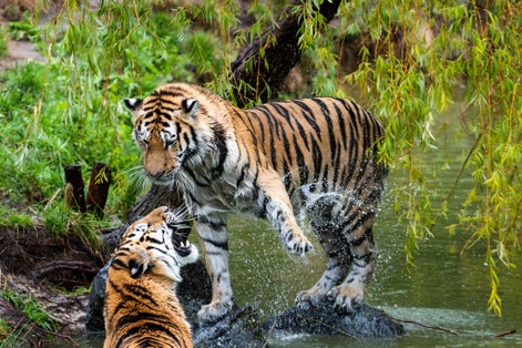 Photo of two tigers playfighting at the edge of a pond in Safari Park Beekse Bergen, in Netherlands.