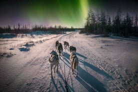 Tour in slitta trainata da cani di 4 ore sotto l'aurora boreale