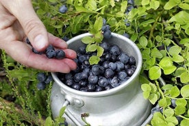 Lapland Berry Day Experience