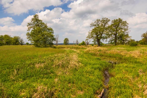 Old trees in the morning in Rogalin. Landscape of Rogalin Park. Poland.
