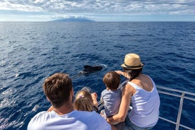 クジラとイルカは排他的なヨットで見ている