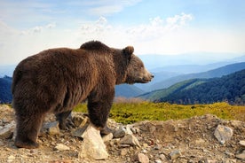 Bear Sanctuary ja Bran Castle ammattimaisen lisensoidun oppaan kanssa – päiväretki