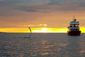 Baleias mágicas no sol da meia-noite | de Reiquiavique