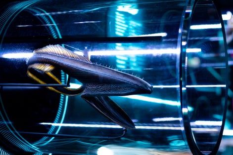 A closeup shot of an extraordinary fish, sea creature in a laboratory
