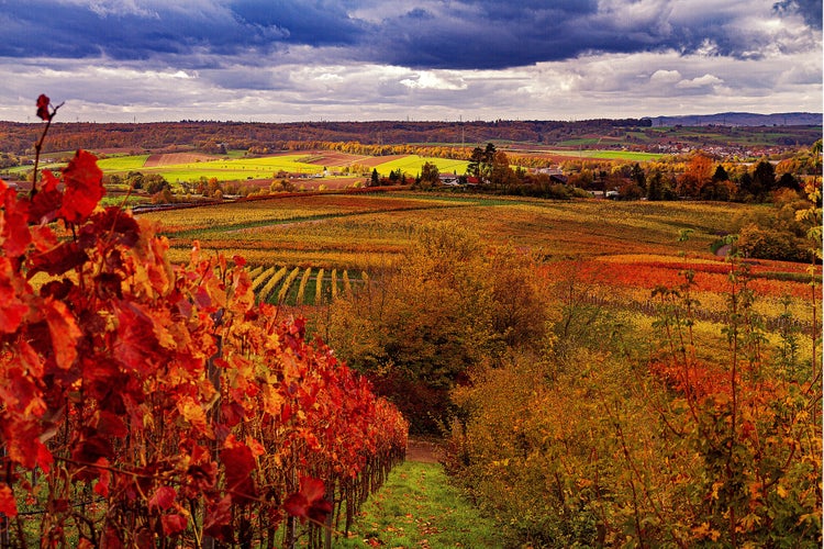 vineyard-4604354.jpg