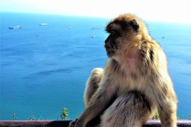 From Málaga or Marbella: Private Gibraltar Tour