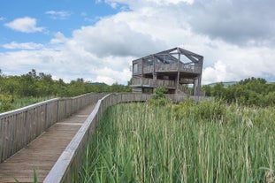 Cors Dyfi