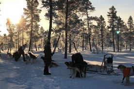 在基律纳坐下哈士奇乘坐狗拉雪橇之旅