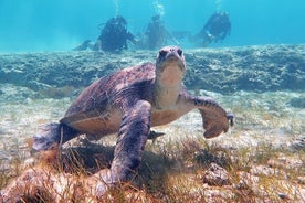 Essayez une expérience de plongée sous-marine