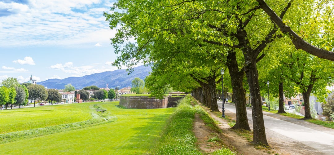 photo of view of Panorama of trees on the historic surrounding city wall of Lucca, Italy