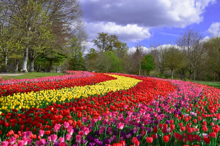 Photo of Tulips garden at Chateau de cheverny in spring2019.