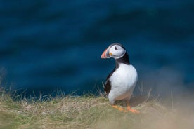 From Aberdeen: North East Coastal Trail Small-Group Tour