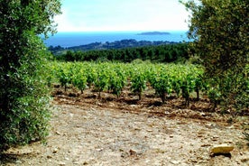 Visit the vineyards and discover Bandol wines