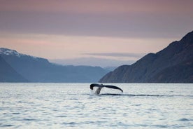 Frá Alta: Hvalaskoðun í litlum hópi með RIB-bát