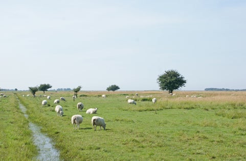 Photo of Sheep on green grass on Amager Fælled, Copenhagen, Denmark.