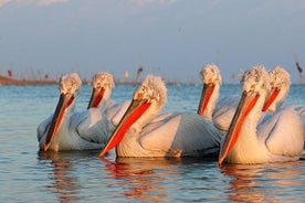 Gita di birdwatching di due giorni: Cape Kaliakra e Srebarna Lake