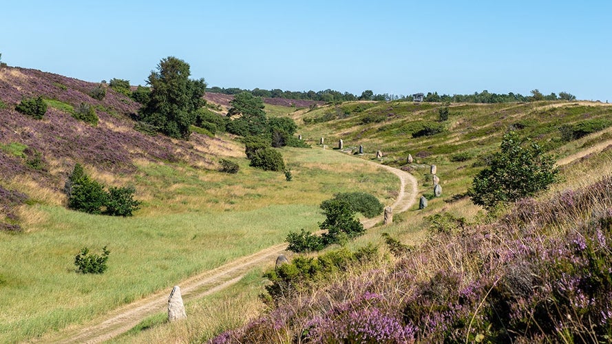 Photo of Kongenshus Memorial Park is one of Denmark most beautiful and distinctive wildlife areas.