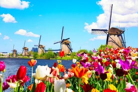 Volledige dag privé Kinderdijk-fotografietour vanuit de haven van Rotterdam