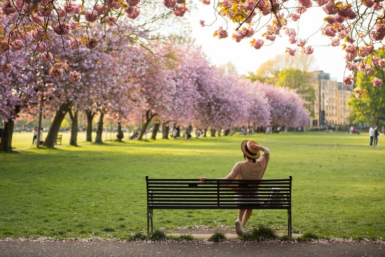 Photo of tourist woman overlooking pink Cherry Blossom trees in a sunny Spring day in the Meadows Park, Edinburgh, Scotland, UK.