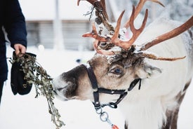 Посещение фермы хаски и оленей с поездкой на снегоходах