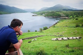 Bezoek traditionele werkende schapenboerderij & herdershond demo. Galway. Geleid. 1 uur.