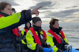 Excursão privada de barco RIB para observação de baleias na área de Reykjavik